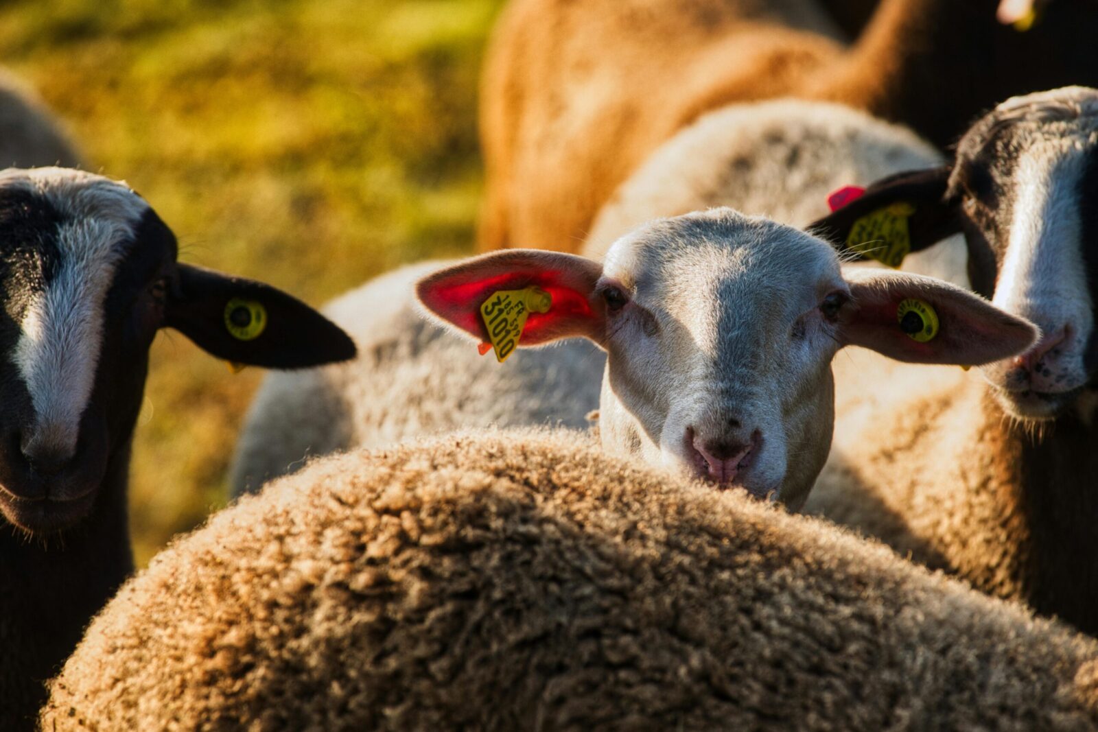 A flock of sheep grazing in a sunlit rural pasture in France, showcasing agricultural life.